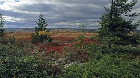 Family Vacations: Monongahela National Forest