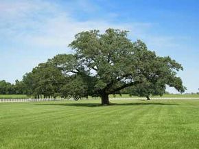 Sweet Southern Days: Mississippi River Road: Nottoway Plantation