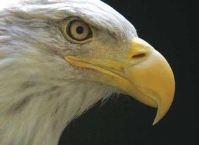 Bald eagles are among the birds of prey cared for at the VINS Nature Center.