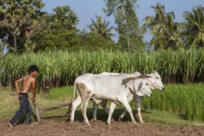 ancient farming