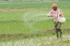 An Indian farmer throws fertilizer in a paddy field in 2012.