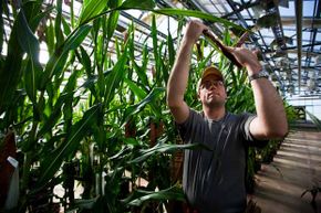 Plant specialist Dustin McMahon hand-pollinates genetically modified corn plants inside greenhouses located on the roof of Monsanto agribusiness headquarters in St Louis, Mo., 2009.