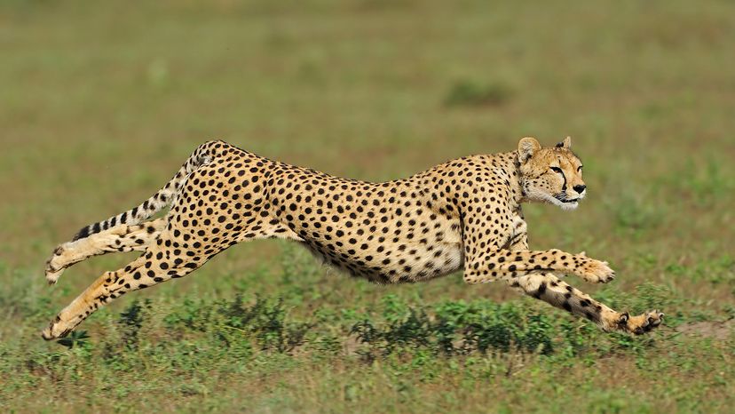 most fastest animal in the world 2024