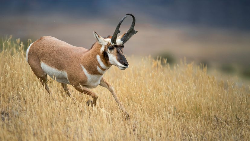 pronghorn