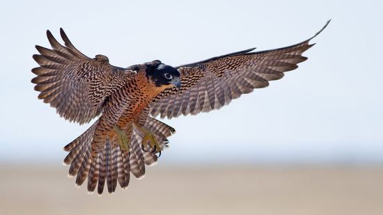 What Is the Fastest Animal in the World?