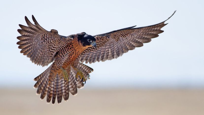 peregrine falcon