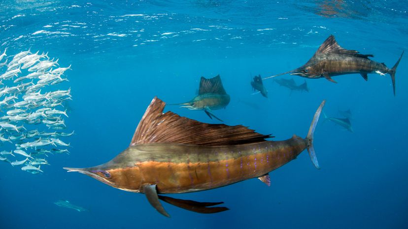 Sailfish