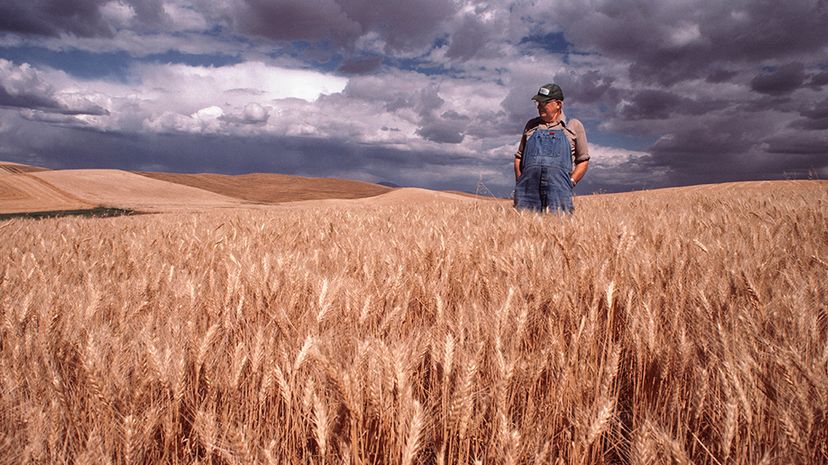 Farmer in field