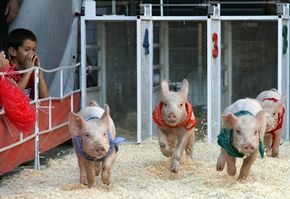 Farmers' markets offer a lot more than fresh food. The Farmers' Market Fall Festival in Los Angeles sports a pig race.