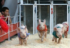 Pig racing in Los Angeles.