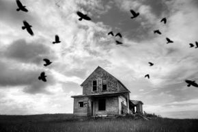 A murder of crows flies around an abandoned house in the middle of a field.&nbsp;