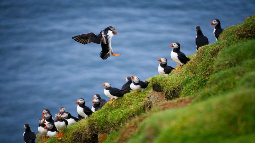 Atlantic puffins land on Mykines island