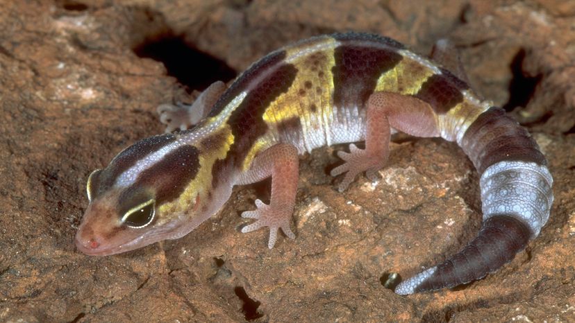 African fat-tailed gecko