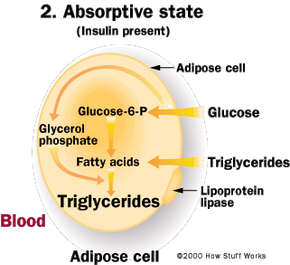 Figure 2. How a fat cell stores fat, and converts glucose and amino acids into fat.
