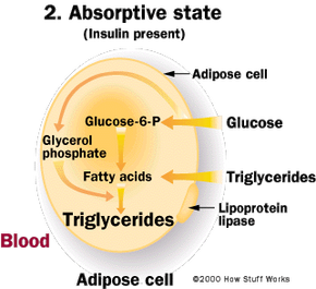 Fat Storage How Fat Cells Work Howstuffworks