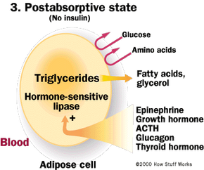 simple fat cell diagram