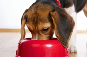 beagle eating