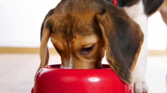 Are omega fatty acids important in dog food?