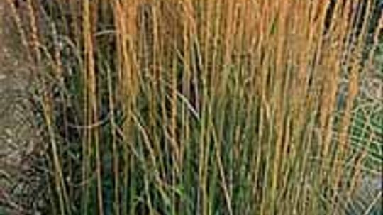 Feather Reed Grass