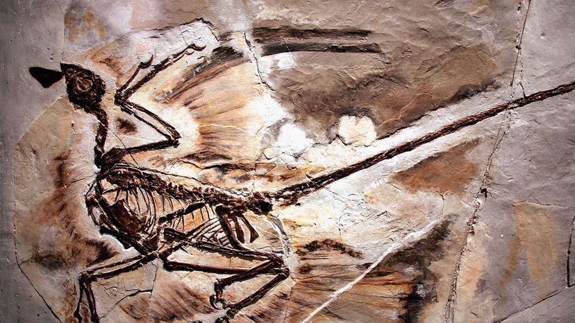 Velociraptor Alert: The Feathered Dinosaur Quiz