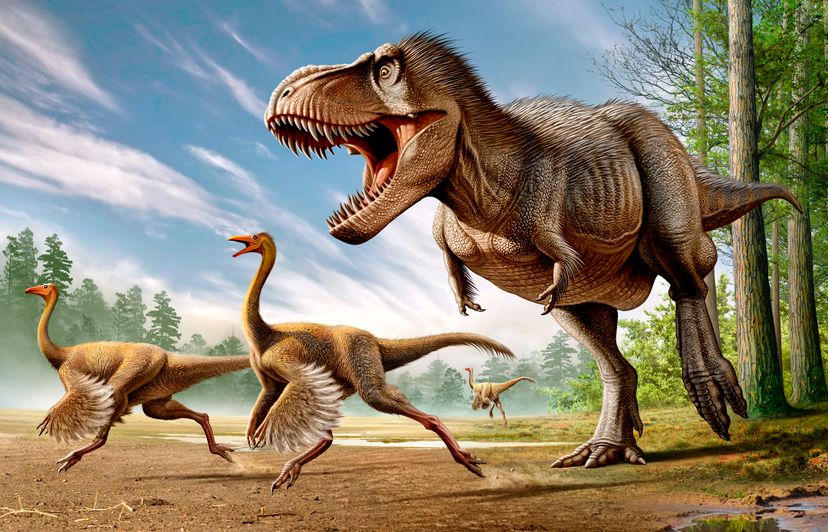 tyrannosaurus rex chasing strutiomimus dinosaurs