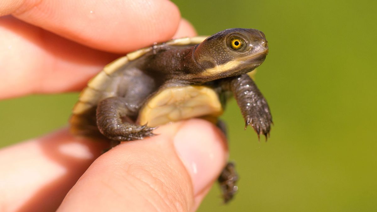 turtle eating lettuce gif