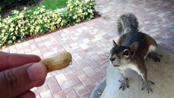 person feeding squirrel