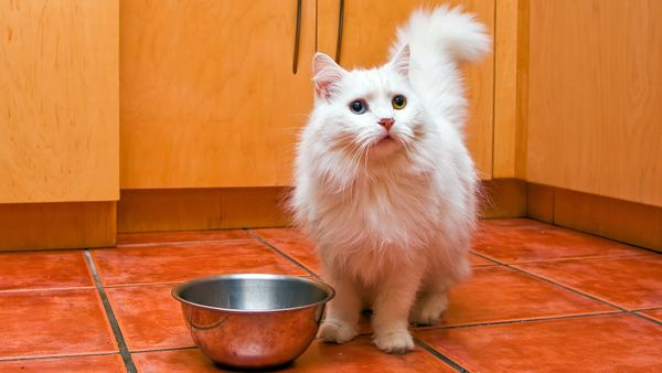 cat waiting to be fed