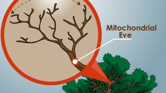 我们都是从一个共同的女性祖先吗?”width=