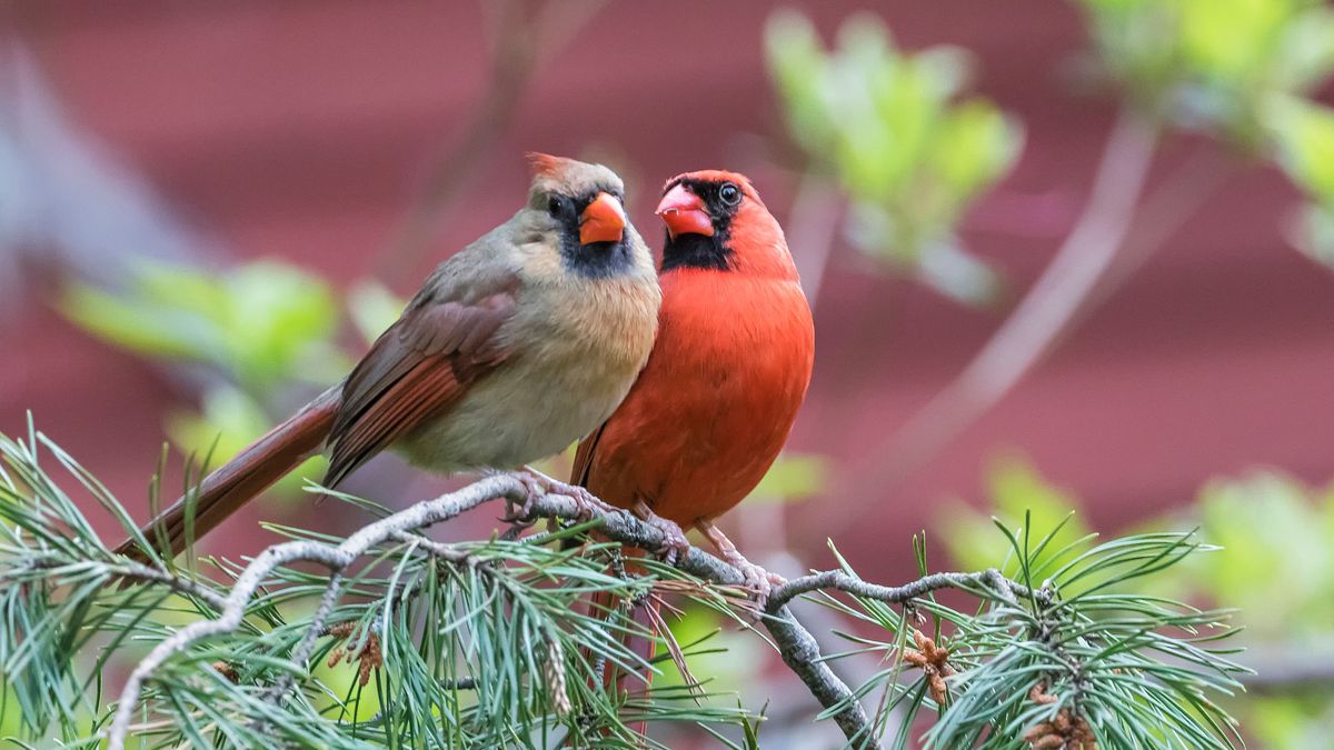 Cardinal high. Кардиналы птицы самец и самка. Два кардинала птицы. Пара красных кардиналов фото. У каких птиц поют самки.