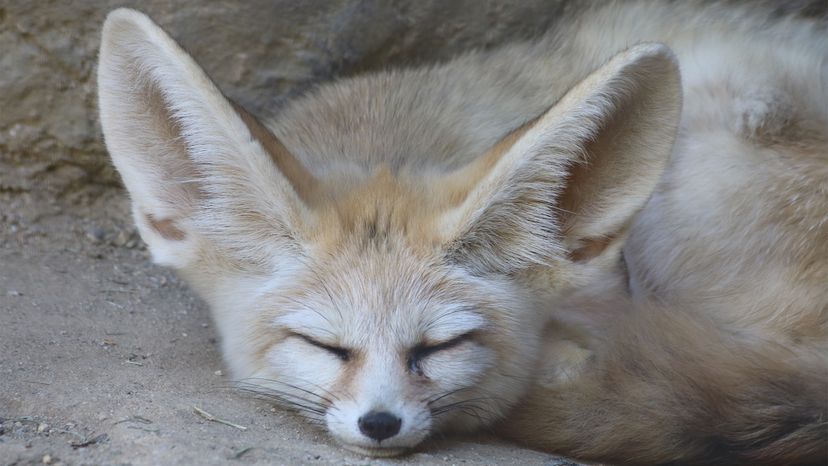 fennec fox (Vulpes zerda)	