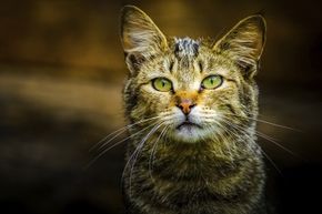 Even though picking up stray cats may be hard to resist, it's better to be safe than sorry. Feral creatures can spread diseases that could seriously jeopardize your health.