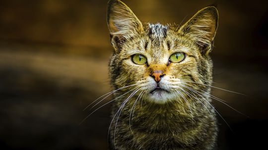 Do feral cats spread disease?