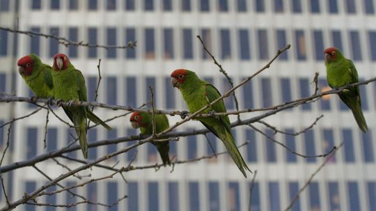 Where Did San Francisco's Wild Parrots Come From?