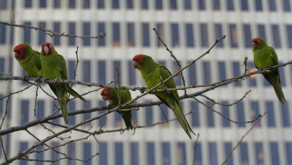 wild, parrots