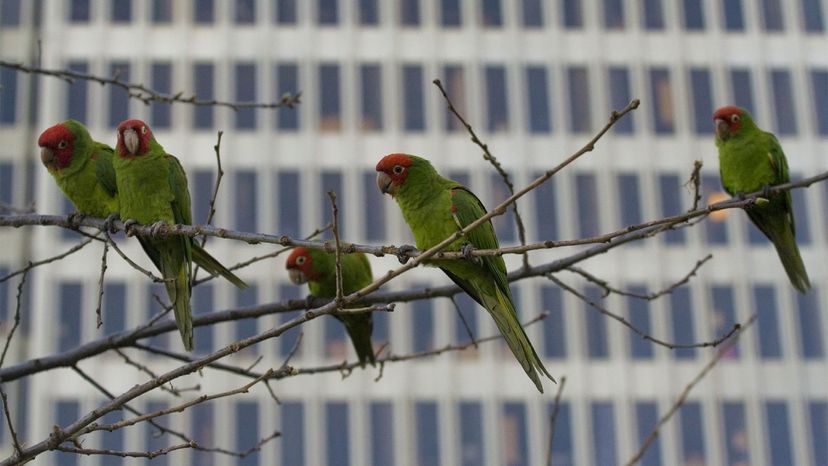 Where Did San Francisco's Wild Parrots Come From? | HowStuffWorks
