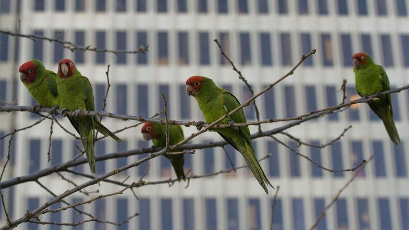 wild, parrots