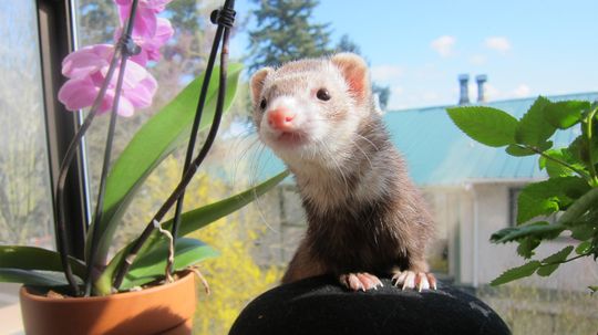 Ferrets Are Mischievous, Loyal, Affectionate Pets