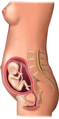 fetus in uterus