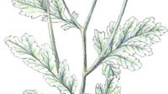 Feverfew: Herbal Remedies