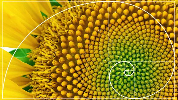 fibonacci sequence