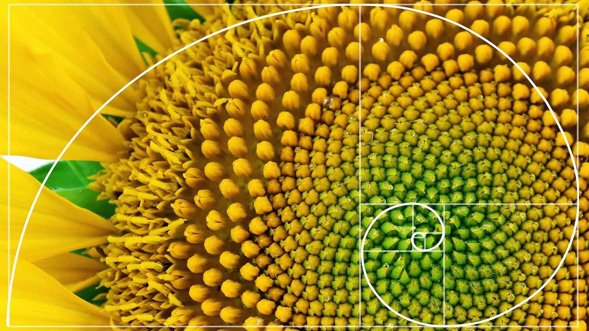 What Is the Fibonacci Sequence?