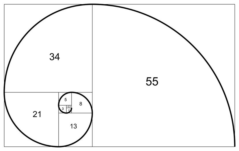 fibonacci sequence human body