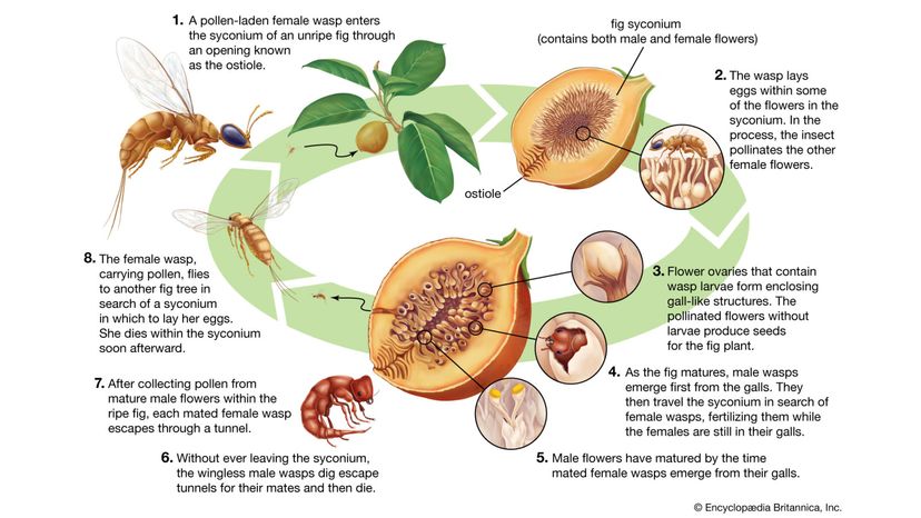 Are there dead wasps in figs? How figs are grown