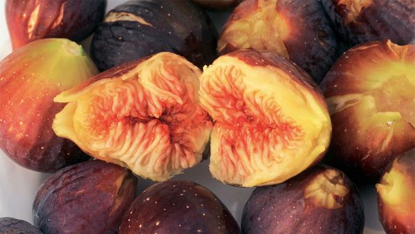 Are Figs Really Full of Baby Wasps?