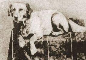 fido, lincoln's dog, portrait