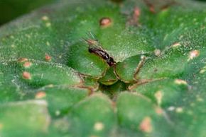 一只雌性无花果黄蜂穿过开口下降到无花果植物的合子的中心。请参阅更多昆虫图片。