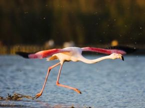A flamingo gets ready for takeoff.