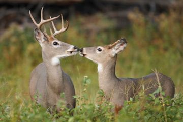 Majestic deer in natural wildlife.