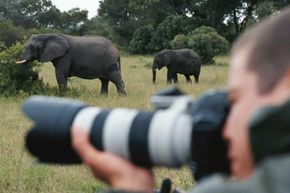 man taking photos of elephants